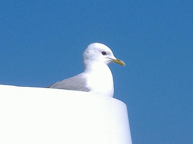 2006 - 001.jpg - Möve